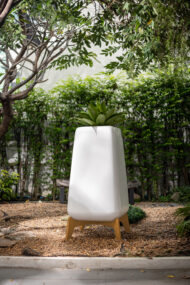 Plump : Tall (ขาสีอ่อน)