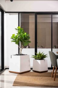 Trape (ขาสีเข้ม)
