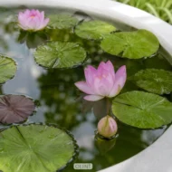 Ovia (Bua) บ่อบัวไฟเบอร์ สำหรับตกแต่ง บ้าน สวน พื้นที่ภายนอก และภายใน