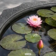 Riva (Bua) บ่อบัวไฟเบอร์ สำหรับตกแต่ง บ้าน สวน
